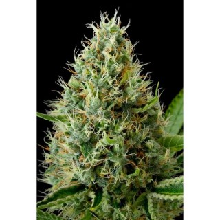 Dinamex fem. Dinafem