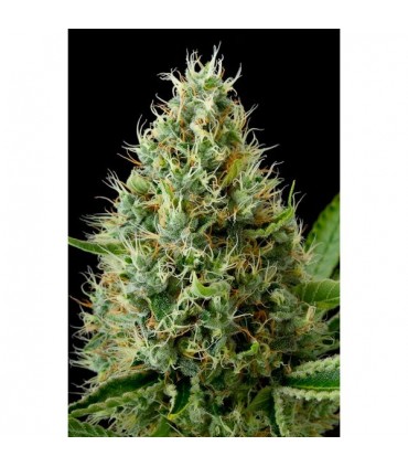 Dinamex  3 u. fem. Dinafem