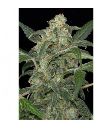 Auto Haze 2.0 - 10 u. fem. Dinafem