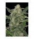 Auto Haze 2.0 -  3 u. fem. Dinafem