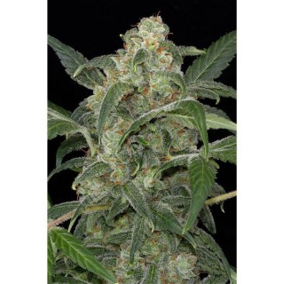 Auto Haze 2.0 -  5 u. fem. Dinafem