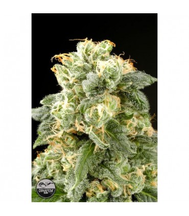 Industrial Plant fem. Dinafem