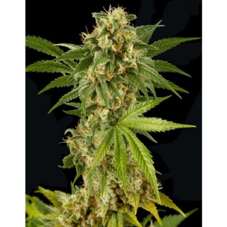 Kush-N-Cheese 10 u. fem. Dinafem