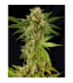Kush-N-Cheese 10 u. fem. Dinafem