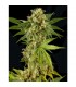 Kush-N-Cheese  3 u. fem. Dinafem