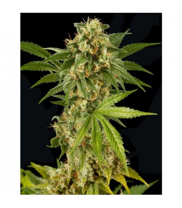 Kush-N-Cheese  3 u. fem. Dinafem