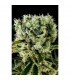 Moby Dick N2 - fem. Dinafem