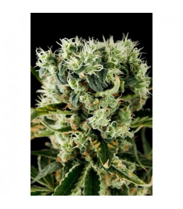 Moby Dick N2 - fem. Dinafem