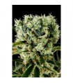 Moby Dick N2 - fem. Dinafem