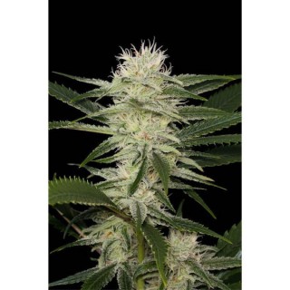 Auto Original Amnesia 10 u. fem. Dinafem