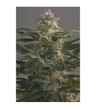 Og Kush  3 u. fem. Dinafem