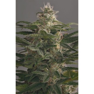 Og Kush  5 u. fem. Dinafem