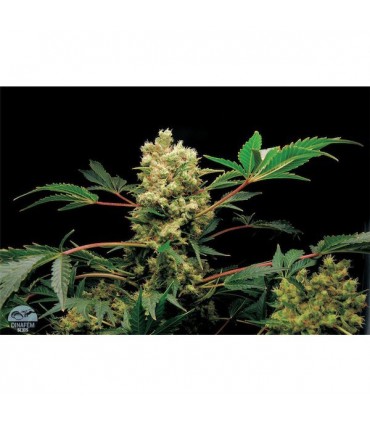 Power Kush fem. Dinafem