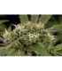 Strawberry Amnesia 10 u. fem. Dinafem