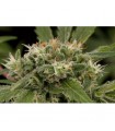 Strawberry Amnesia 10 u. fem. Dinafem