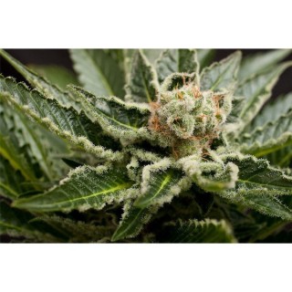 Shark Attack fem. Dinafem