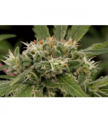 Strawberry Amnesia  5 u. fem. Dinafem