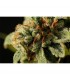 Sweet Deep Grapefruit fem. Dinafem