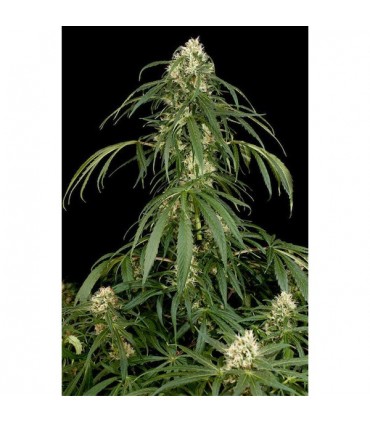 Super Silver fem. Dinafem