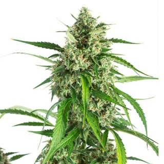 Auto White Widow XXL fem. Dinafem