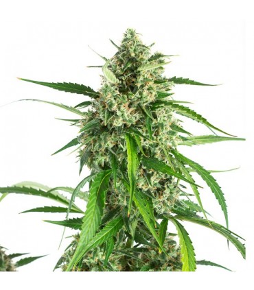 Auto White Widow XXL  3 u. fem. Dinafem