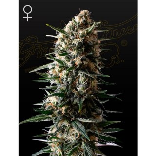 Bubba Slush  5 u. fem. Green House
