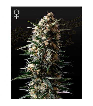 Bubba Slush  5 u. fem. Green House