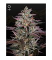 Banana Krumble  3 u. fem. Green House
