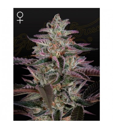 Banana Krumble  5 u. fem. Green House