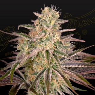 Cloudwalker  10 u. fem. Green House