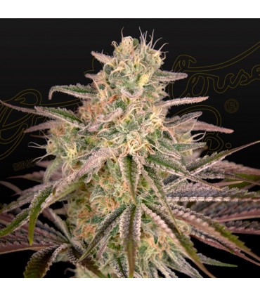 Cloudwalker 3 u. fem. Green House