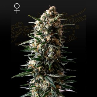 Bubba Slush fem. Green House