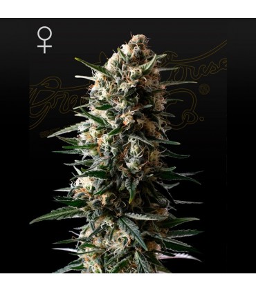 Bubba Slush fem. Green House