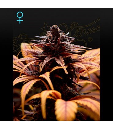 Deep Candy fem. Green House