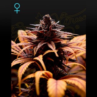 Deep Candy 10 u. fem. Green House