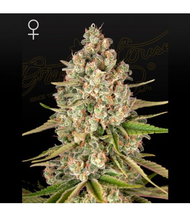 Lost Pearl   5 u. fem. Green House