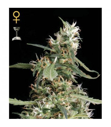 Arjan Ultra Haze N1 - 10 u. fem. Green House