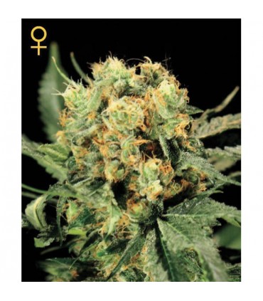 The Church 10 u. fem. Green House