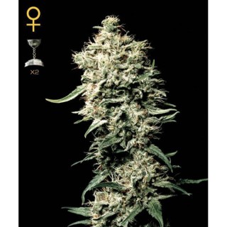 White Rhino 10 u. fem. Green House