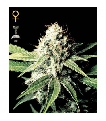 Great White Shark 10 u. fem. Green House