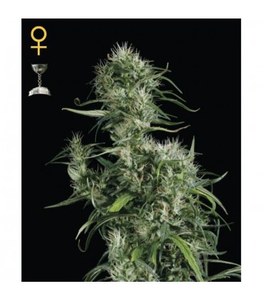 Neville's Haze 10 u. fem. Green House