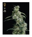 Arjan Ultra Haze N2 - 10 u. fem. Green House