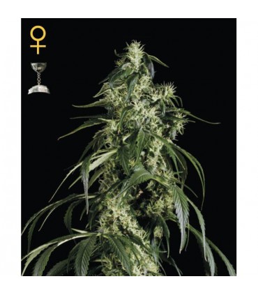 Arjan Haze N1 - 10 u. fem. Green House