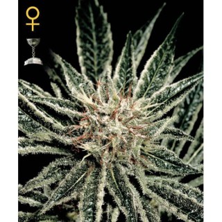El Niño  5 u. fem. Green House AGOTADA EN ORIGEN
