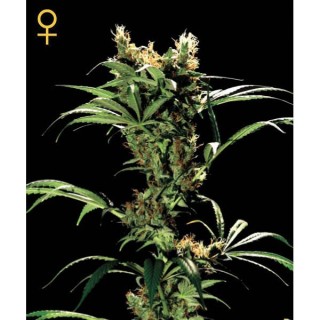 Arjan Strawberry Haze  5 u. fem. Green House