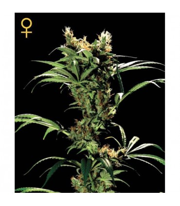 Arjan Strawberry Haze  5 u. fem. Green House