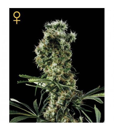 Arjan Haze N2 -  5 u. fem. Green House AGOTADA EN ORIGEN