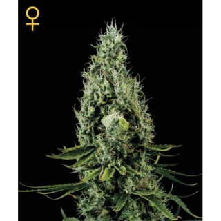 Arjan Haze N3 -  5 u. fem. Green House