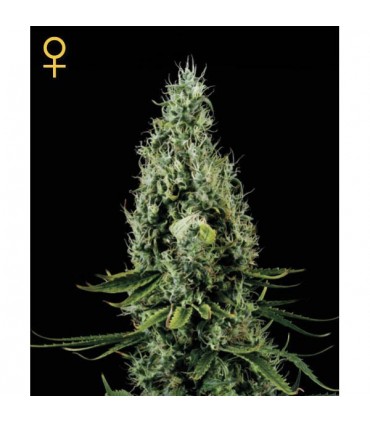 Arjan Haze N3 -  5 u. fem. Green House