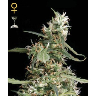 Arjan Ultra Haze N1 -  5 u. fem. Green House